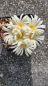 Preview: Lophophora alberto-vojtechii